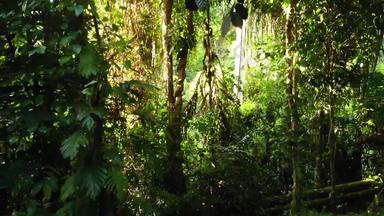 绿色植物丛林热带绿色植物日益增长的森林阳光明媚的一天自然神奇的风景热带雨林野生植被怪物藤本植物深热带森林无人机视图
